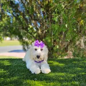 Mini Bernedoodle - Doodle Dior - Female