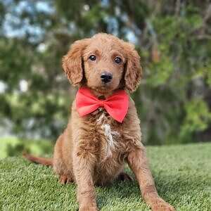 Mini - Snack Bandit - Male