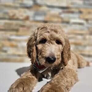 Standard - Big Boss - Male