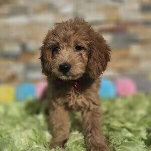 Mini - Sir Mocha - Male