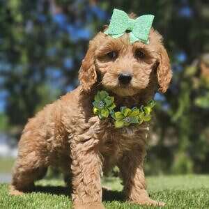 Mini - Sassy Sprout - Male