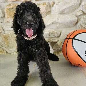 Standard - Sir Shadow - Male