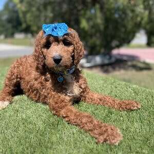 Medium - Miss Caramel - Female